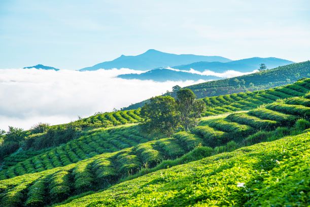 Đà Lạt
