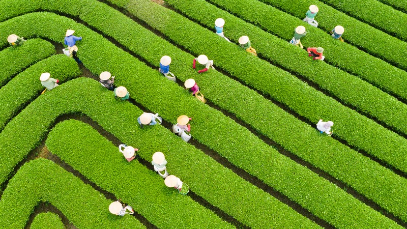 Hà Nội – Mộc Châu – Sơn La