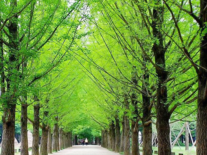 Incheon - Đảo Nami - Seoul
