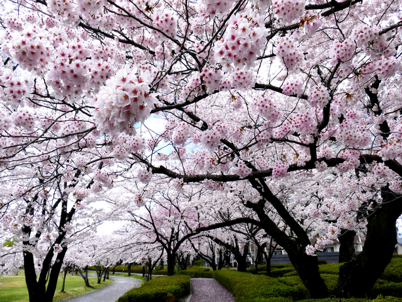 Tokyo – Kawaguchiko – Núi Phú Sĩ                                                                         