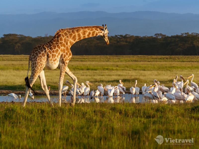 Công Viên Quốc Gia Chobe – Victoria Falls – Nairobi (Kenya)