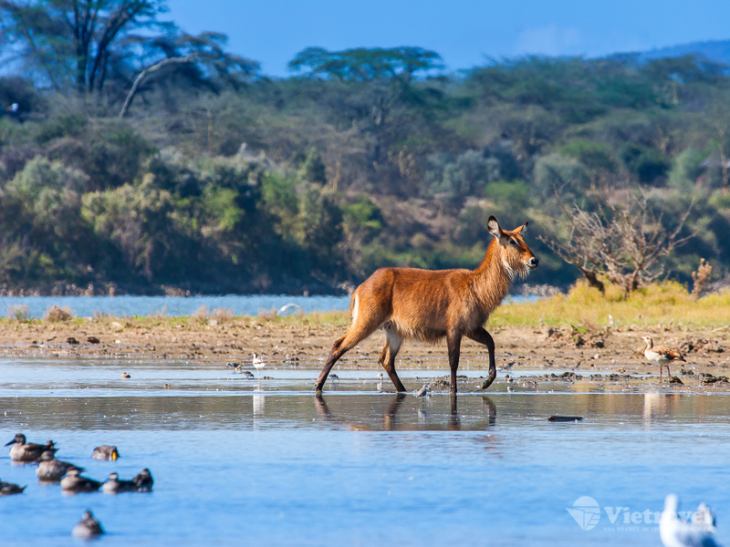 Hồ Nakuru – Nairobi