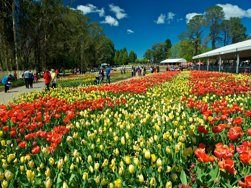 Sydney – Canberra ( Lễ Hội Hoa) - Sydney		