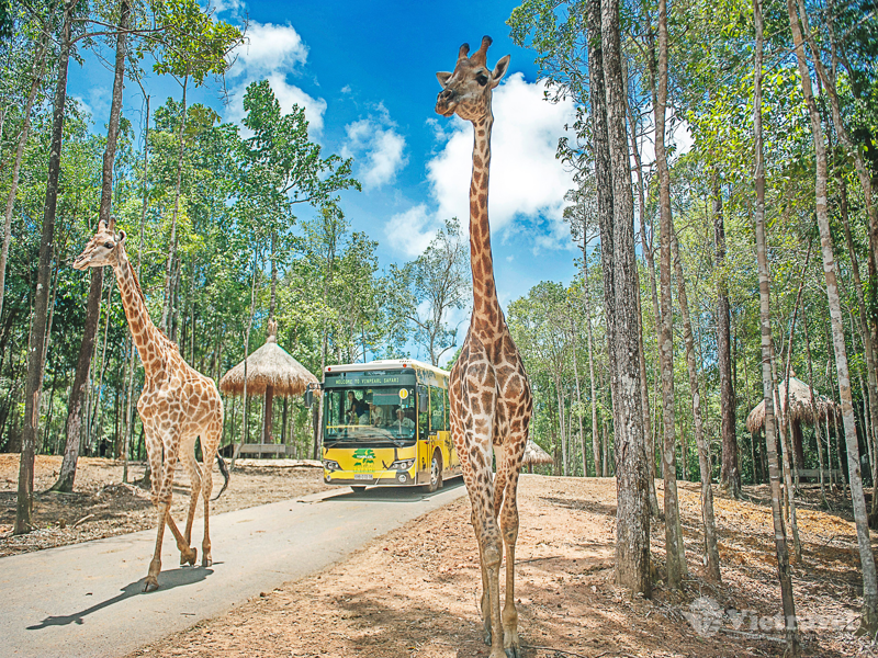 Vườn thú bán hoang dã Vinpearl Safari - Vui chơi thỏa thích tại công viên chủ đề Vinwonders Phú Quốc 