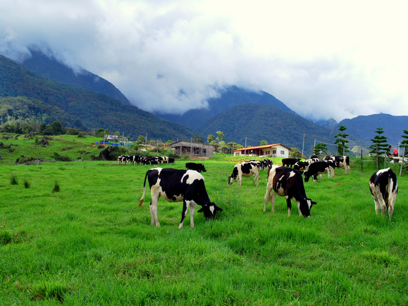 Kundasang - Desa Farm - Kinabalu Park