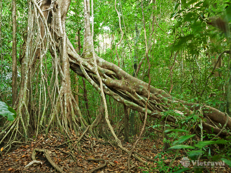 Lắng Nghe Rừng Cát Tiên Kể Chuyện 