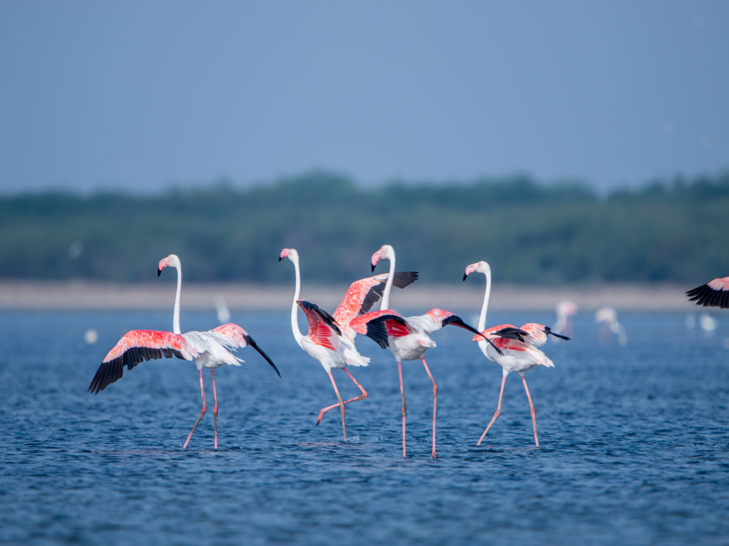 Umm Al Quwain 