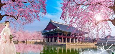 Seoul - Công Viên Giải Trí Everland - Khu Vườn Morning Calm - Làng Pháp - Tặng Vé Painter Hero Show - Trải Nghiệm Mặc Hanbok Làm Kim Chi - Mùa Hoa đào rực rỡ