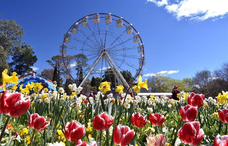 Melbourne - Dandenong -  Yarra Valley -  Canberra - Sydney - Blue Mountain: Lễ hội hoa Floriade   