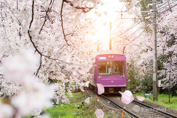 Tokyo - Kawaguchiko - Núi Phú Sỹ - Nagoya - Kyoto - Osaka - Chiêm ngưỡng mùa hoa anh đào 