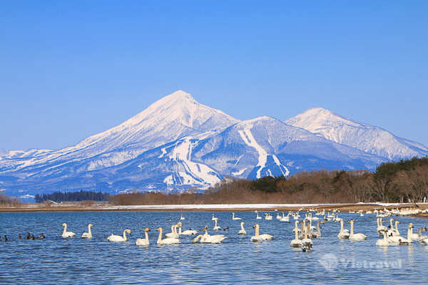 	Nhật Bản: Fukushima - Tochigi - Tokyo - Núi Phú Sĩ - Ibaraki - Hồ Senba - Fukushima | Thuê bao nguyên chuyến | Ngắm Hoa Anh Đào