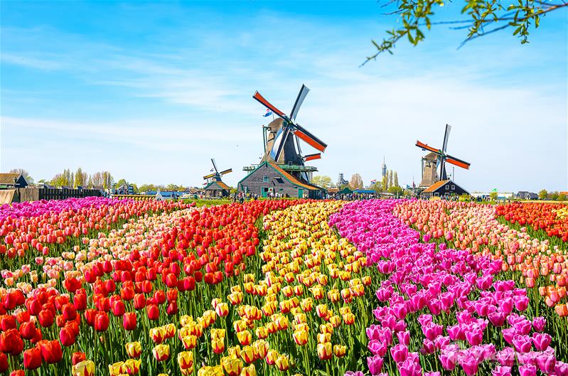 Pháp - Bỉ - Hà Lan: Lễ hội hoa Tulip Keukenhof | Lễ 01/05