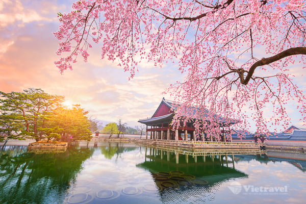 Huế - Hàn Quốc - Seoul - Công  Everland - Đảo Nami - Tặng Vé Nanta Show -Trải Nghiệm Mặc Hanbok Làm Kim Chi - Ngắm Hoa Anh Đào