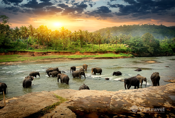 Khám phá Srilanka - về với thiên nhiên hoang dã 
