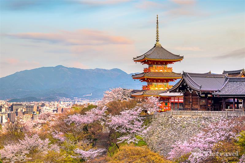 Nhật Bản: Osaka - Kyoto - Nagoya - Núi Phú Sĩ - Tokyo  | Thưởng thức trà đạo và trải nghiệm dạo thuyền trên sông Sumida | Mùa Hoa Anh Đào