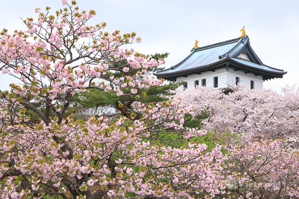 Huế - Đà Nẵng - Tokyo - Kawaguchiko - Núi Phú Sỹ - Nagoya - Kyoto - Osaka - Chiêm ngưỡng mùa hoa anh đào
