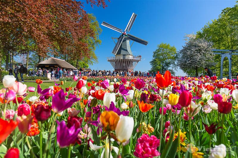 Pháp - Luxembourg - Bỉ - Hà Lan - Đức: Lễ hội hoa Tulip Keukenhof, Ngôi làng cổ tích Giethoorn 