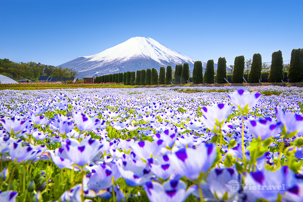 Nhật Bản: Tokyo - Núi Phú Sĩ - Ashikaga - Mito - Công viên Hitachi  | Ngắm Hoa Chi Anh & Hoa Tử Đằng & Hoa Nemophila