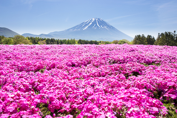 Nhật Bản: Khám phá Tinh Hoa Miền Bắc Nhật Bản Hokkaido Chiêm ngưỡng cánh đồng hoa bốn mùa Shikisai No Oka - Sapporo - Noribetsu - Tokyo - Núi Phú Sĩ | Trải nghiệm hái trái cây theo mùa