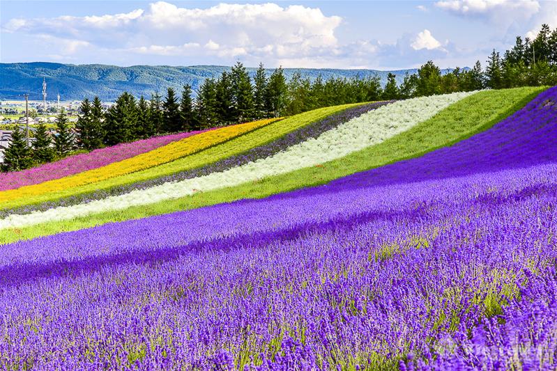 Nhật Bản: Hokkaido - Chitose - Sapporo - Furano - Trang trại hoa Tomita - Công viên Shiroi Koibito | Ngắm Hoa Lavender (3 đêm khách sạn)