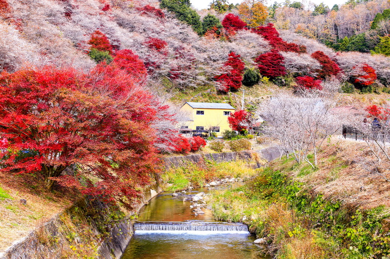 Osaka - Kyoto - Obara - Kawaguchiko - Núi Phú Sỹ - Tokyo - Thu Quyến rũ - Hoa đào nghịch mùa 