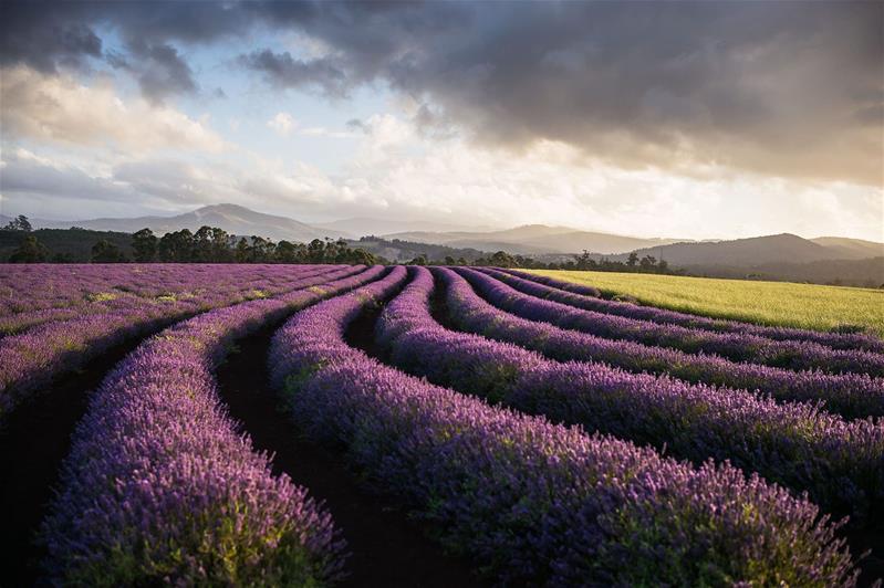 Khám Phá Đảo Tasmania: Melbourne - Tasmania - Launceston- Hobart | Mùa Hoa Lavender